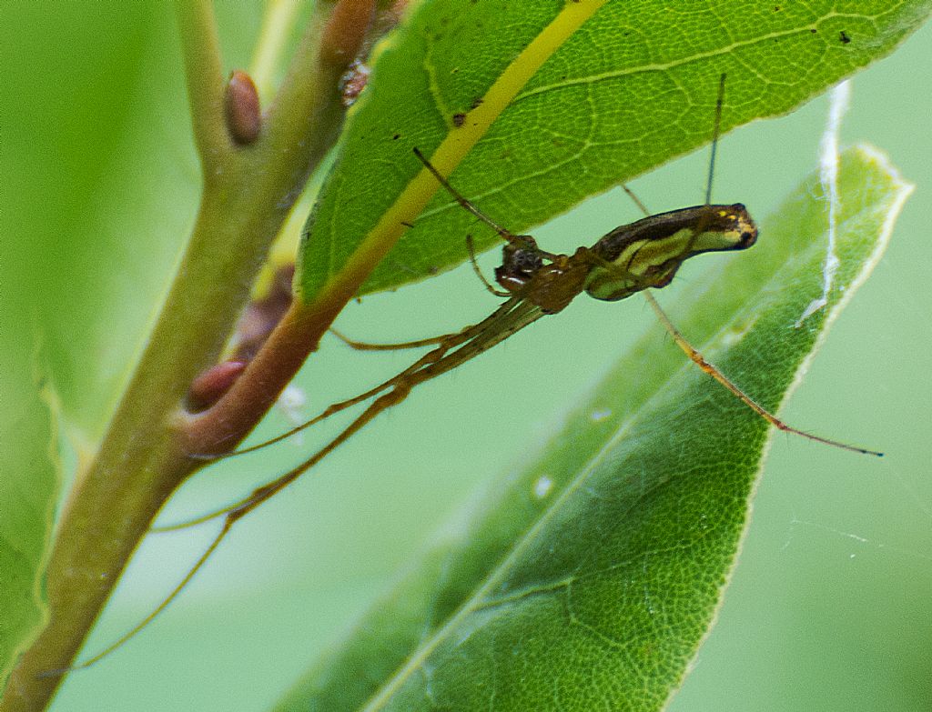 Femmina di Tetragnatha sp.